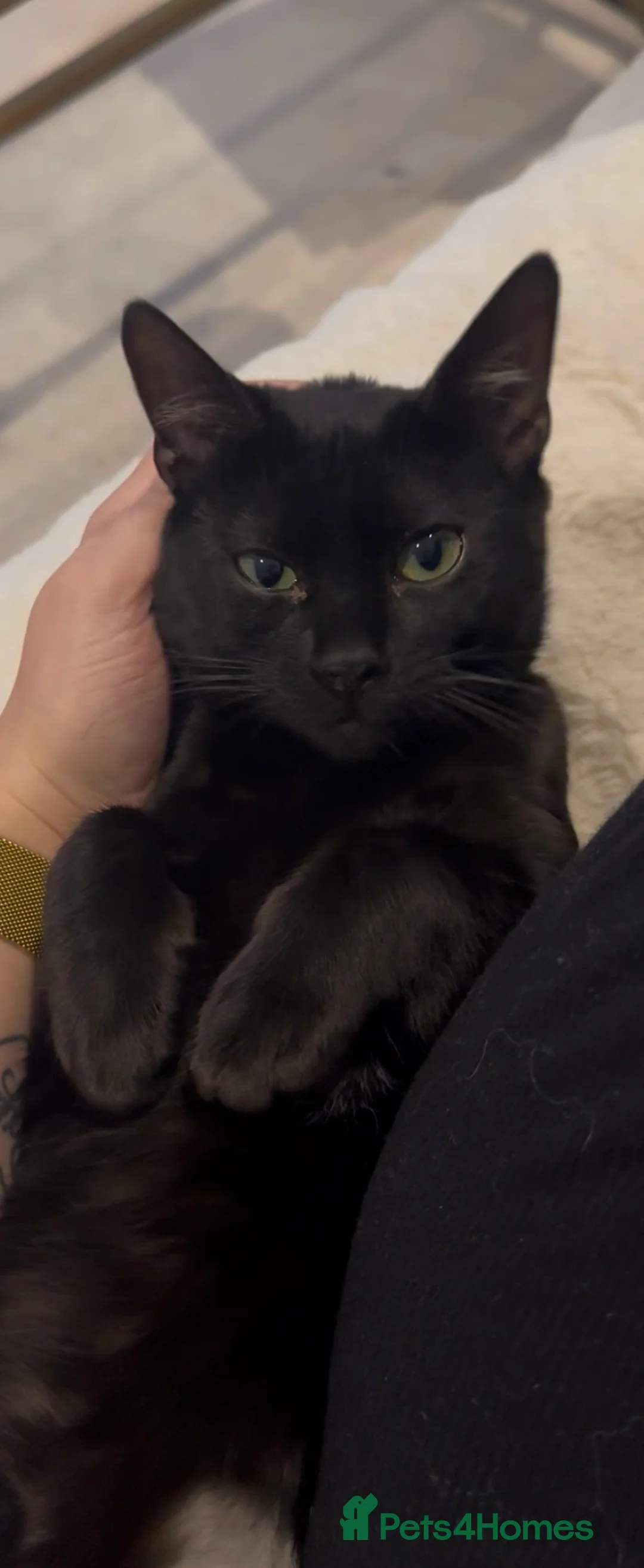 Bengal cats for sale: 1.5 yr old black female Bengal - Advert 2