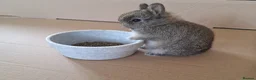 Netherland Dwarf rabbits for sale: Purebred Netherland Dwarf Rabbits - Advert 2