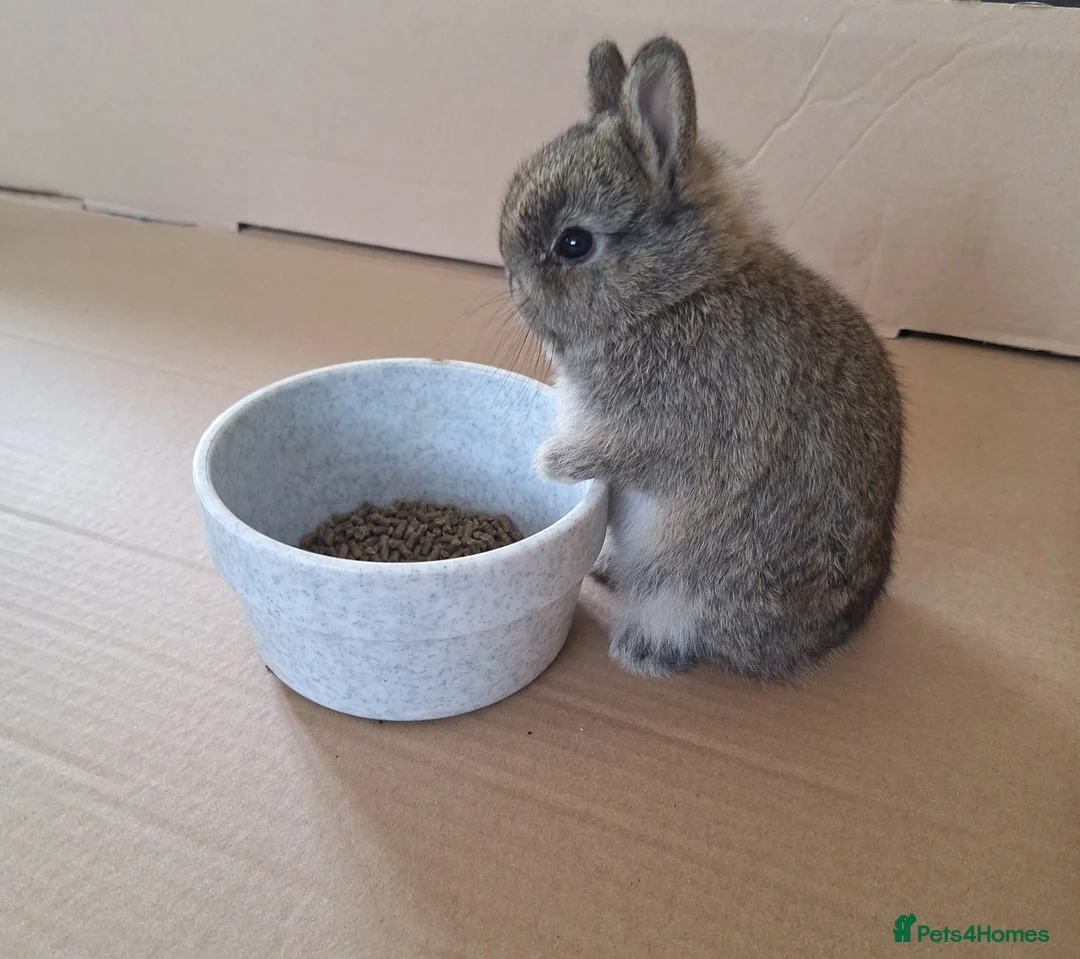 Netherland Dwarf rabbits for sale: Purebred Netherland Dwarf Rabbits - Advert 2