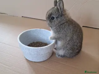 Netherland Dwarf rabbits Purebred Netherland Dwarf Rabbits - Advert 18