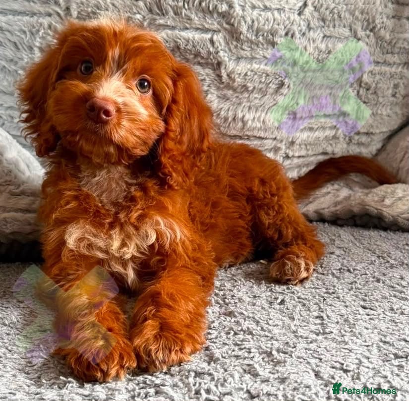 Cockapoo dogs F1 mini cockapoos 30 dna health tested clr - Advert 1