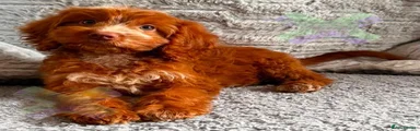 Cockapoo Puppy 2