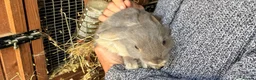 Mixed Breed rabbits for sale: Beautiful Mixed Breed Baby Rabbits  - Advert 18