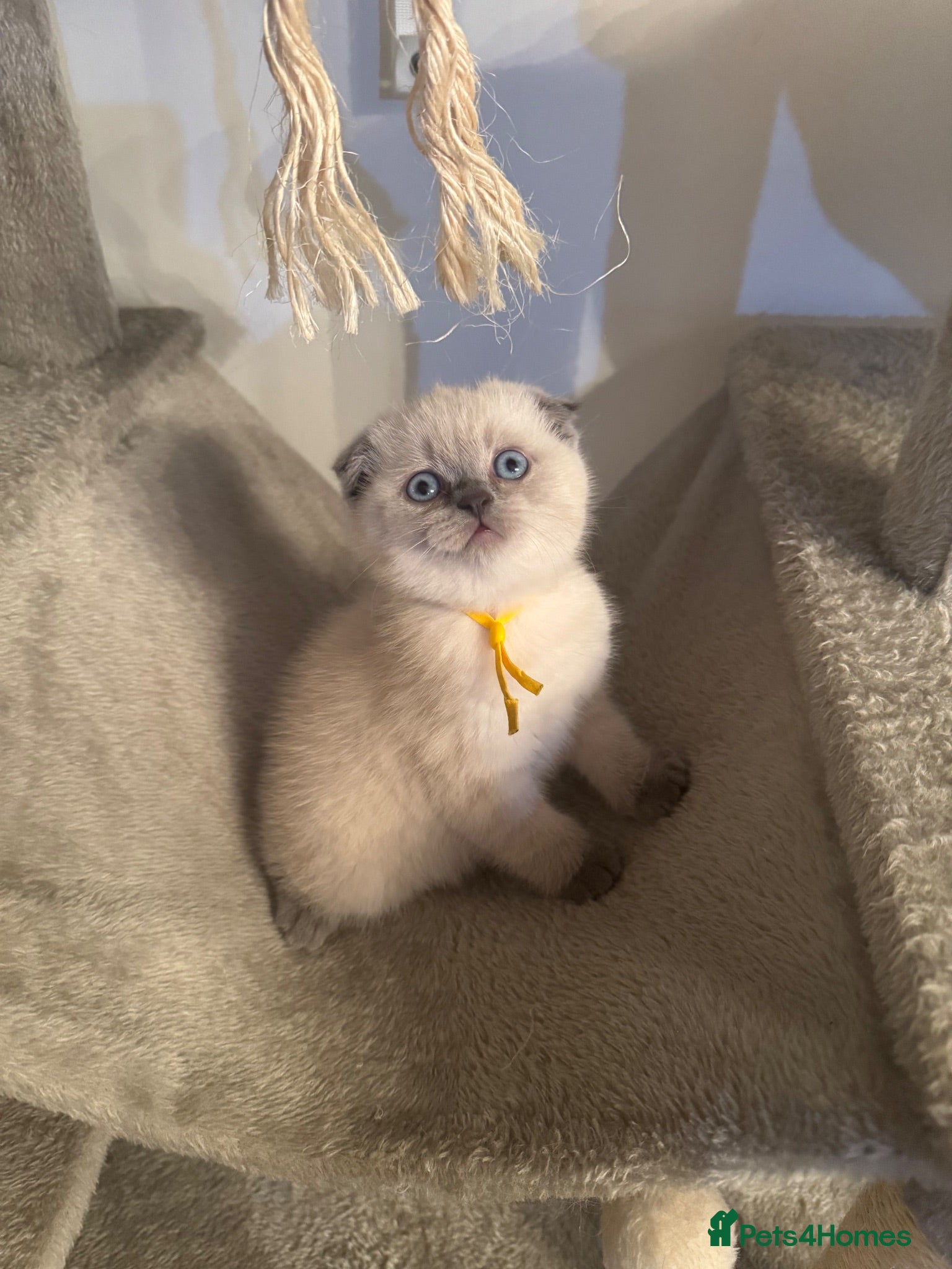 British Shorthair cats British Shorthair kittens READY TO GO - Advert 1