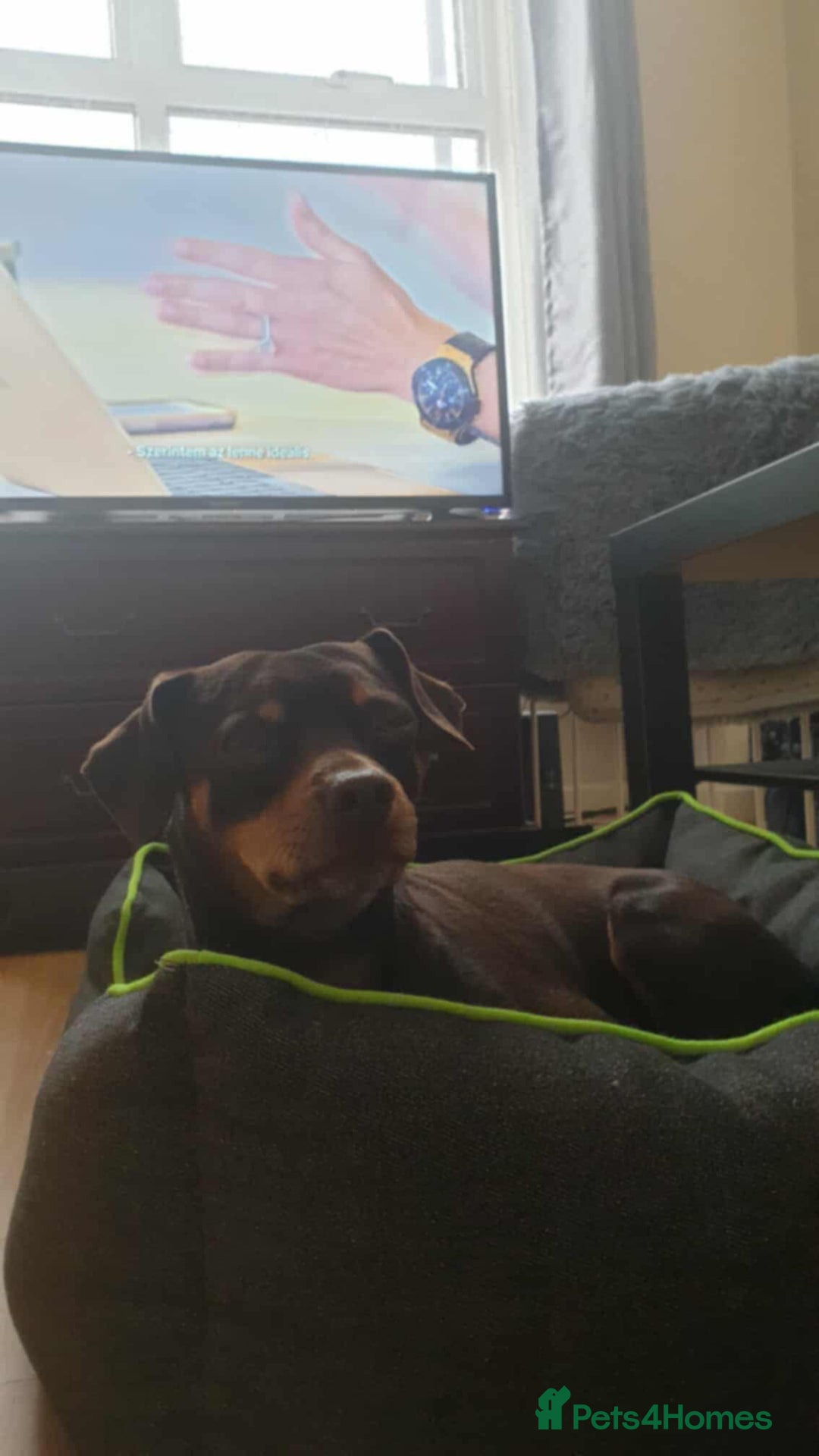 Mixed Breed dogs for sale: Pinched mix - Image 8