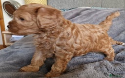 Cavachon dogs for sale: Gorgeous litter cavapoochon puppies - Image 11