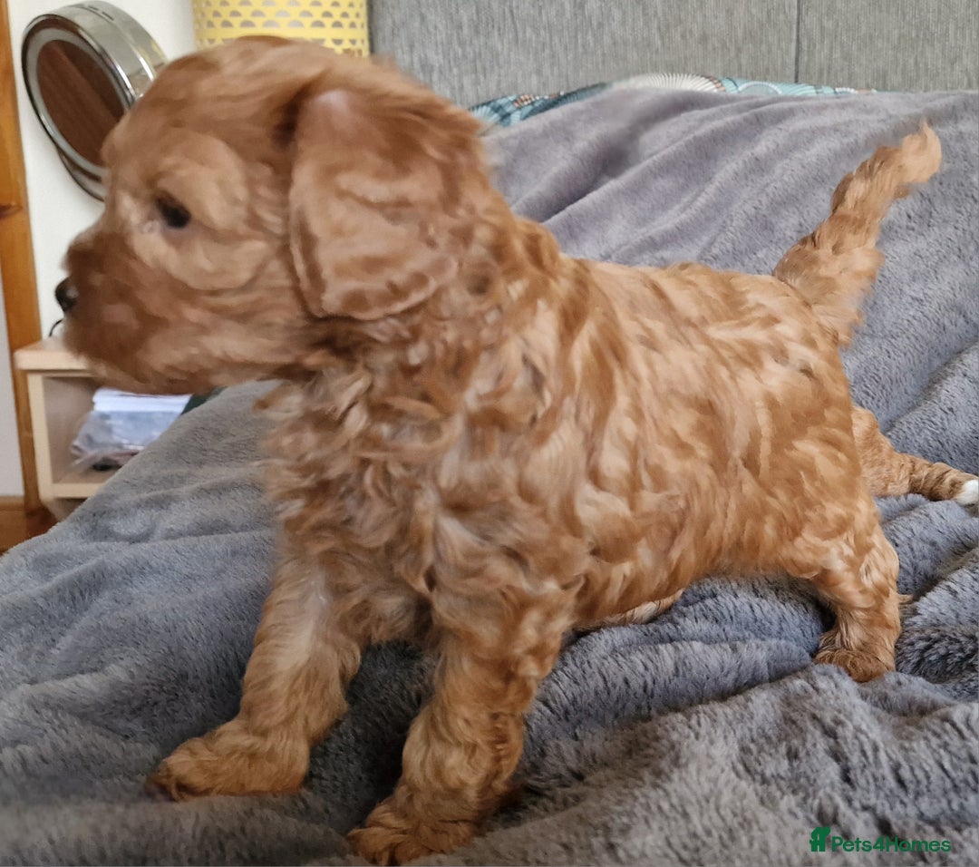 Cavachon dogs for sale: Gorgeous litter cavapoochon puppies - Image 11