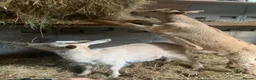 Goats livestock for sale: Goats - Nanny Kid and Whether - Advert 3