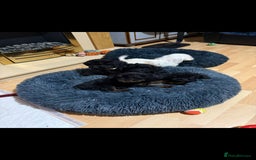 Cockapoo dogs for sale: Beutifull cockapoos  - Image 5