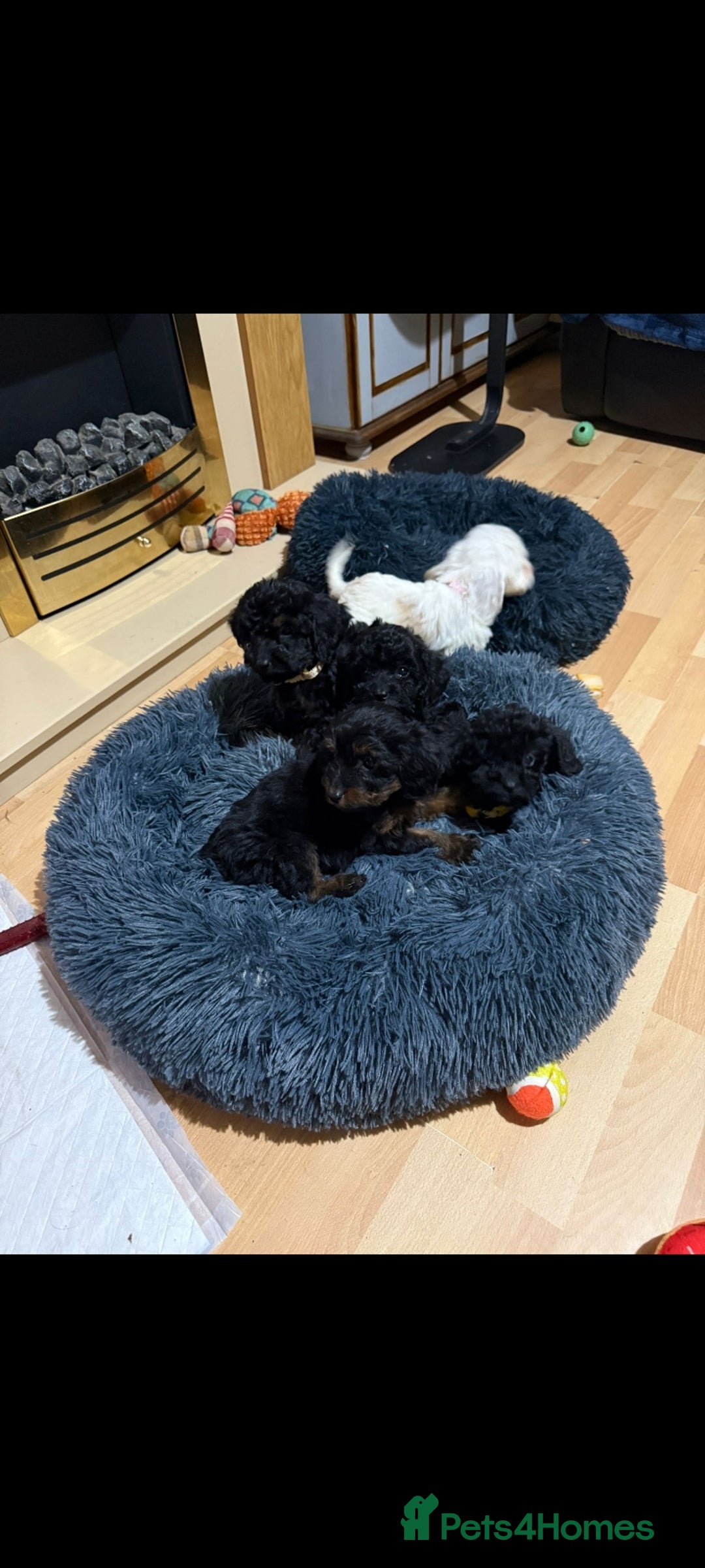 Cockapoo dogs for sale: Beutifull cockapoos  - Image 5