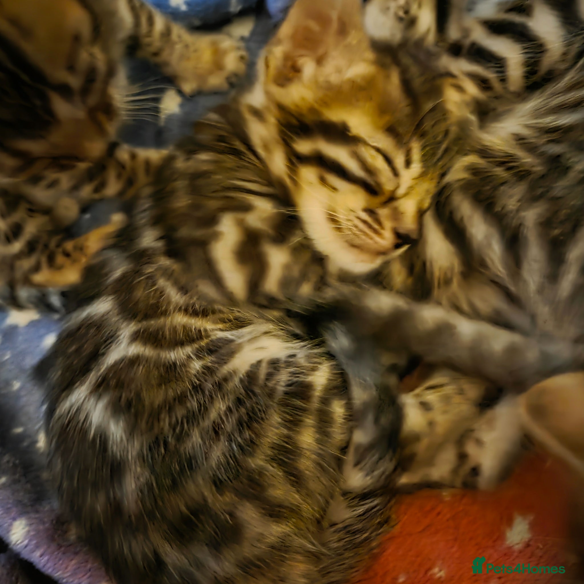 Bengal cats for sale: 5 gorgeous Bengal kittens - Advert 6