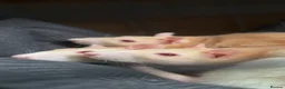 Rat rodents for sale: 3 rats  in Crewe - Advert 2