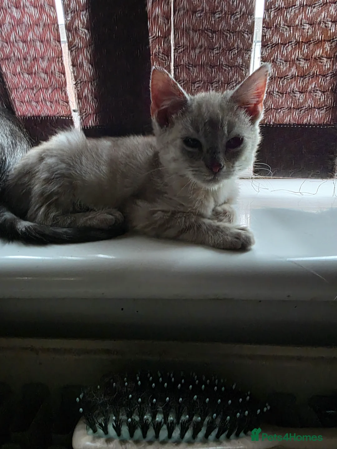 Mixed Breed cats for sale: Snow bengal x kittens ready now - Advert 5