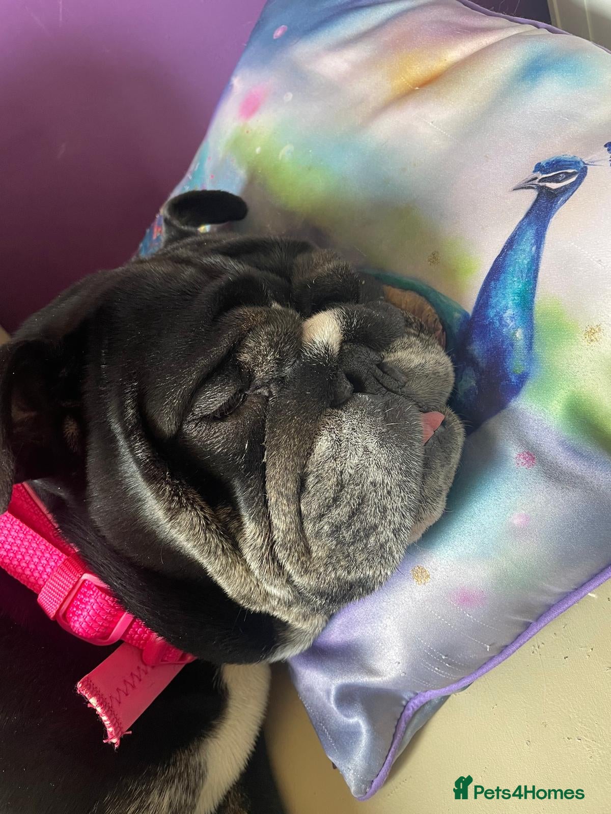 English Bulldog dogs Need new home asap - Advert 1