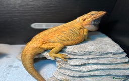 Dragon reptiles for sale: Hypo trans citrus tiger leatherback bearded dragon - Image 4