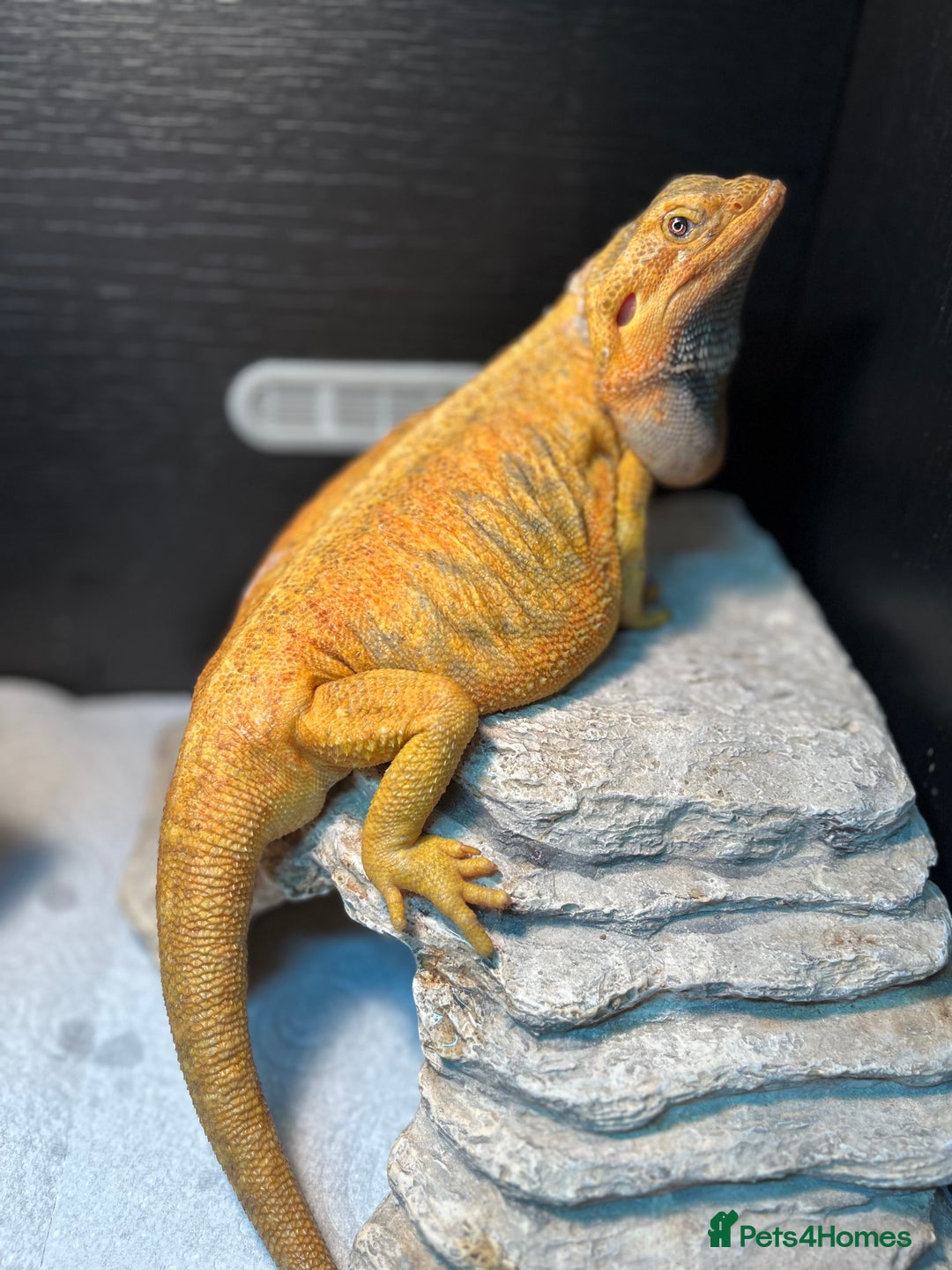Dragon reptiles for sale: Hypo trans citrus tiger leatherback bearded dragon - Image 4