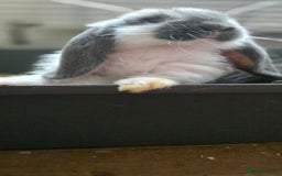 French Lop rabbits for sale: Beautiful French Lop Bunnies - Image 36