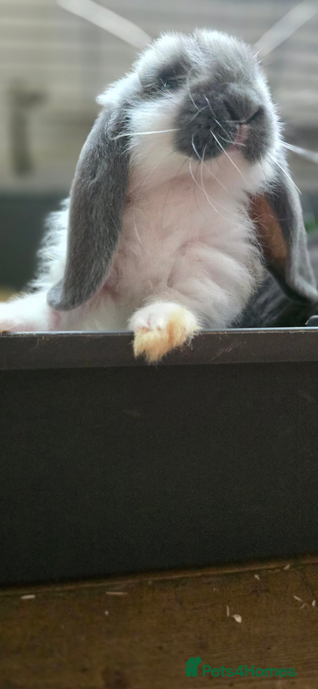 French Lop rabbits for sale: Beautiful French Lop Bunnies - Image 36