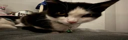 Mixed Breed cats for sale: Two boys looking for family  - Advert 3