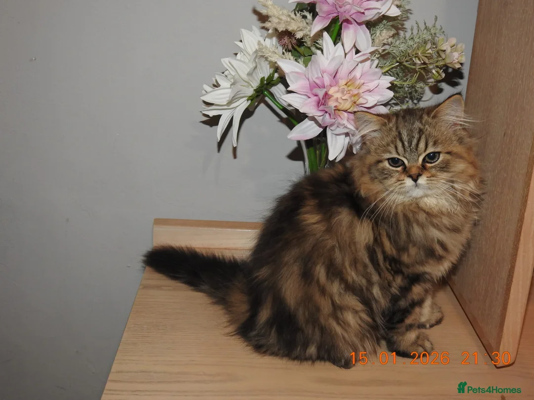 Mixed Breed cats for sale: 3 Persian & British Long hair kitten - Advert 10