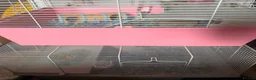 Hamster rodents for sale: Baby roborovski hamster cage included  - Advert 3