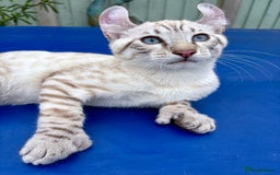 Keetso cats for sale: The best Keetso boy ever  - Image 26