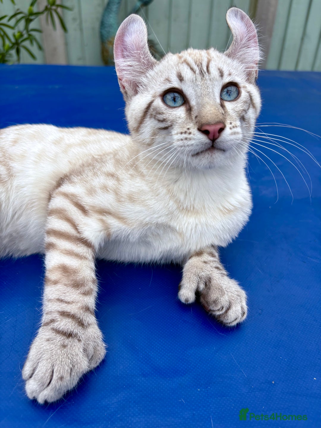 Keetso cats for sale: The best Keetso boy ever  - Image 26