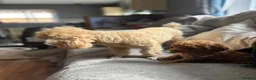 Poodle dogs for sale: Beautiful small poodle boys - Advert 3