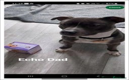Staffordshire Bull Terrier dogs for sale:  Unique Classic Markings - Image 15