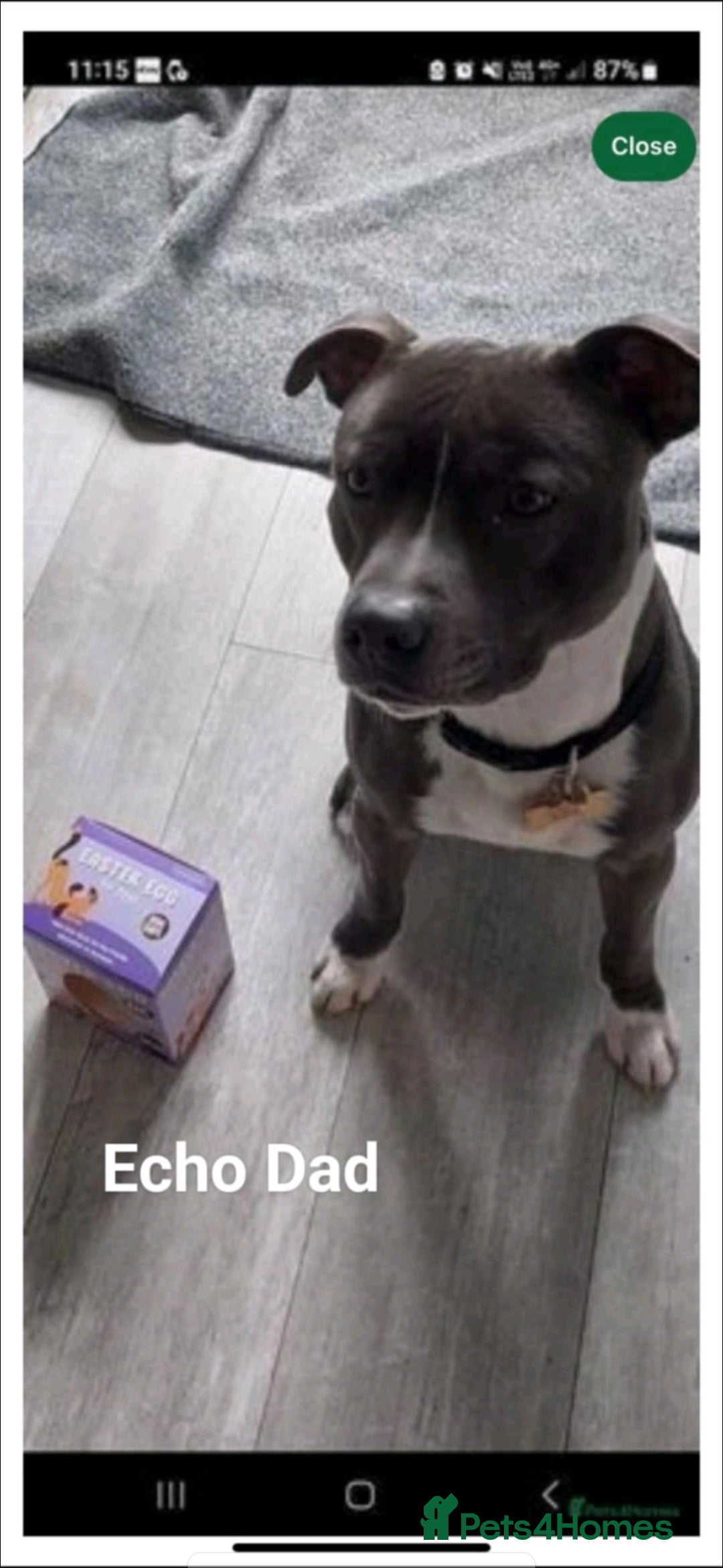 Staffordshire Bull Terrier dogs for sale:  Unique Classic Markings - Image 15