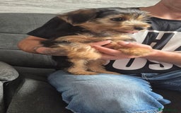 Yorkshire Terrier dogs for sale: ❤️ READY TO NEW HOME❤️Small Yorkshire Terrier Boy - Image 6