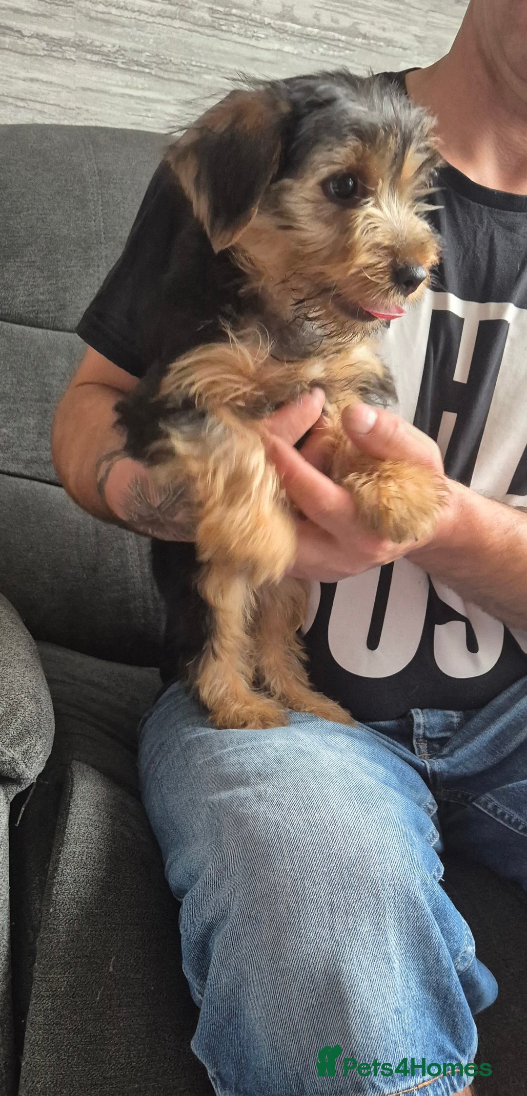 Yorkshire Terrier dogs for sale: ❤️ READY TO NEW HOME❤️Small Yorkshire Terrier Boy - Image 6