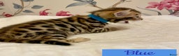 Bengal cats for sale: Beautiful Bengal Kittens - Advert 5