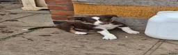 Border Collie dogs for sale: Border collie pups  in Leicester - Advert 3
