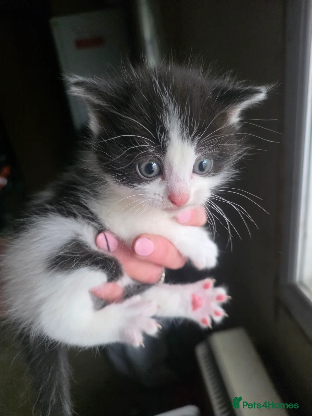 Domestic Shorthair cats for sale: Stunning kittens - Advert 2