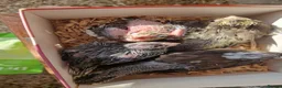 Cockatiels birds for sale: 3 8 week old cockatiels for sale £90 each - Advert 5