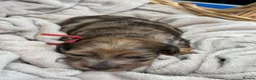 Miniature Dachshund dogs for sale: Exceptional long haired miniature Dachshunds - Advert 10