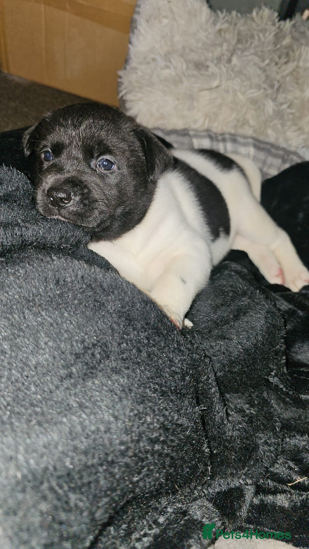 Mixed Breed dogs for sale: American akita x staffy pups for sale  - Image 8