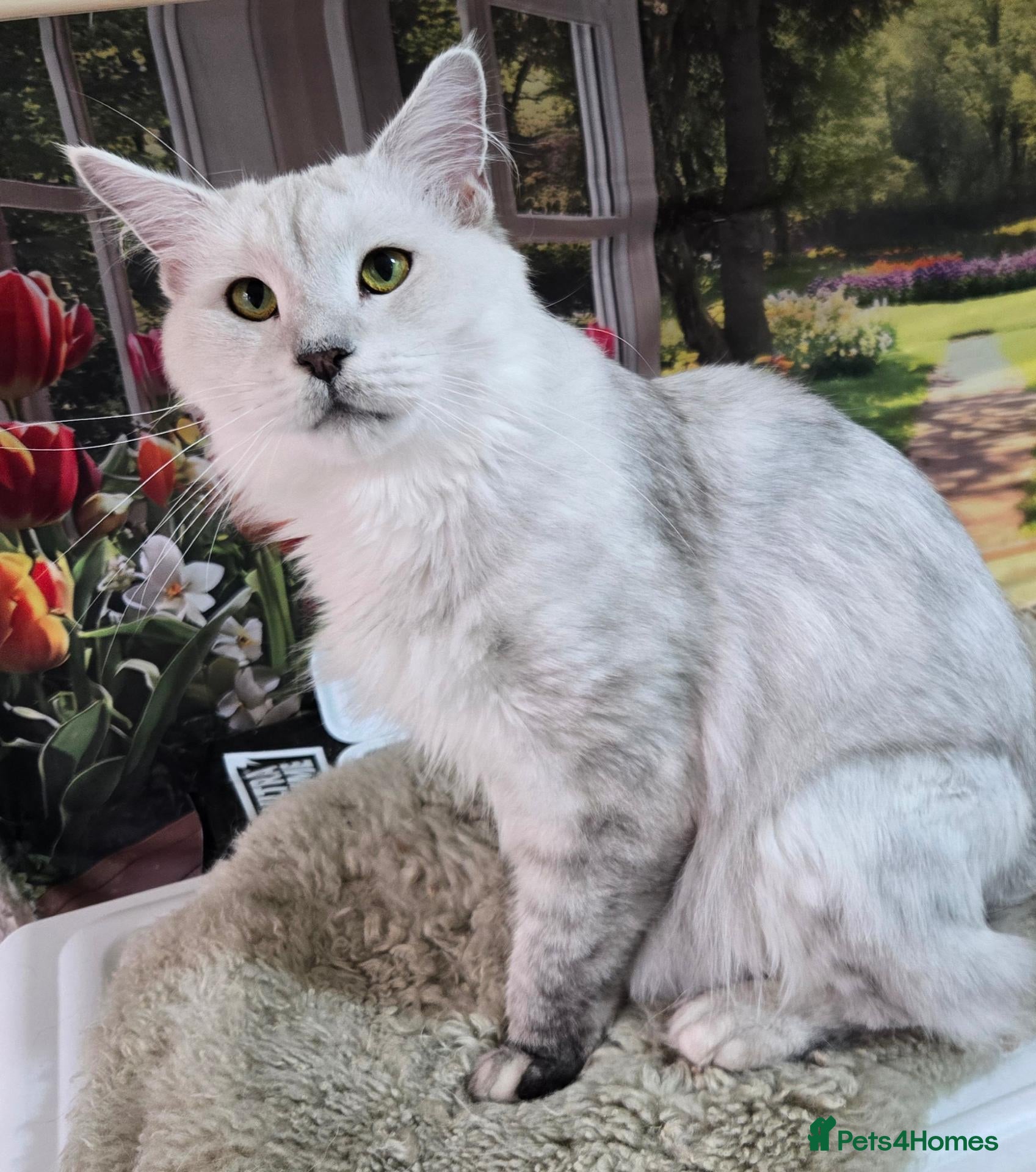 Maine Coon cats Silver shaded princess  - Advert 2