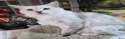 Maine Coon cats for sale: Silver shaded princess  - Advert 2