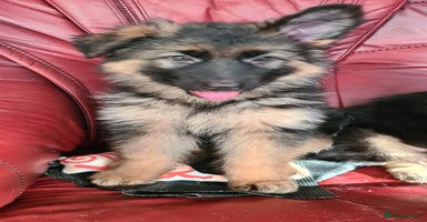 German Shepherd dogs - Advert 1
