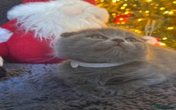 Scottish Fold cats for sale: Beautiful British Shorthair Scottish Fold Kittens - Advert 25