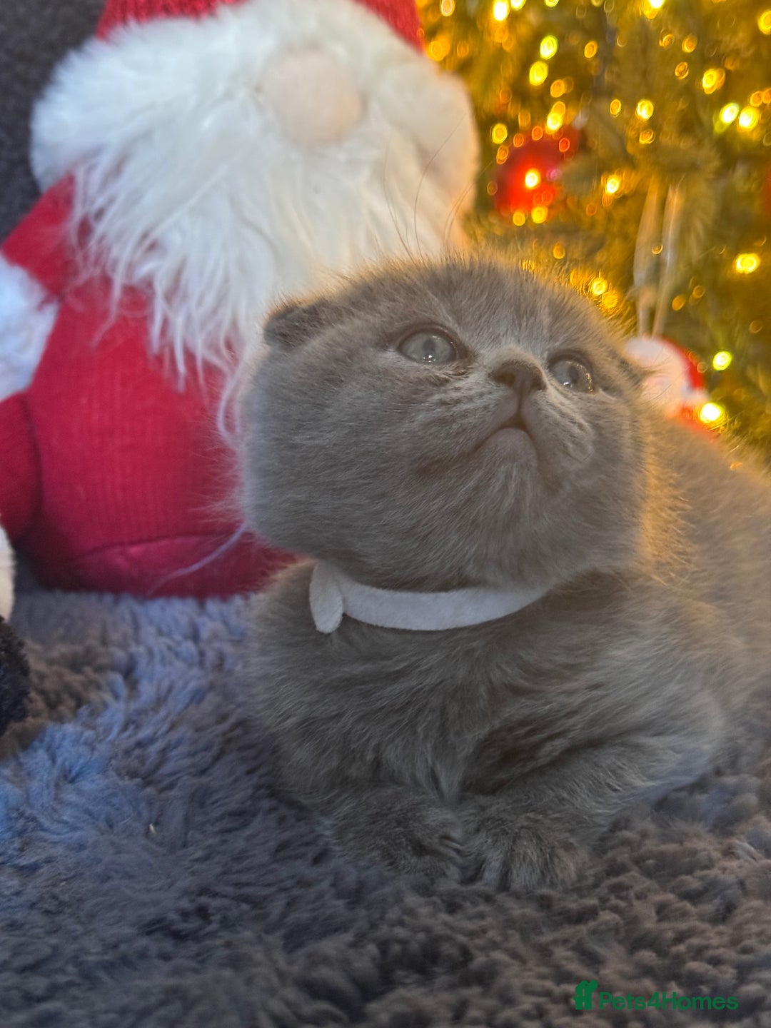 Scottish Fold cats for sale: Beautiful British Shorthair Scottish Fold Kittens - Advert 25
