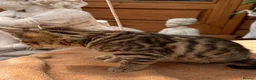 Mixed Breed cats for sale: Stunning Bengal Mix Kittens Ready Now! in Enfield - Advert 5