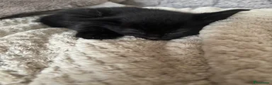 Mixed Breed Kitten 6