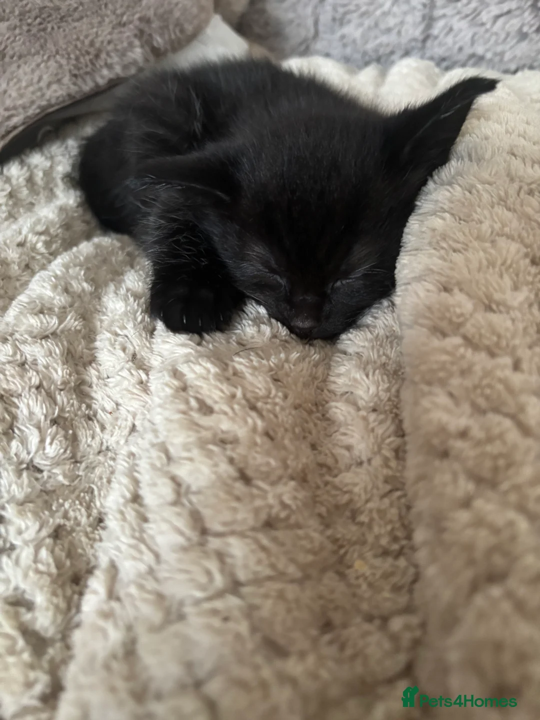 Mixed Breed cats for sale: Kittens  - Advert 2