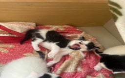 Mixed Breed cats for sale: Fluffy kittens - Image 11
