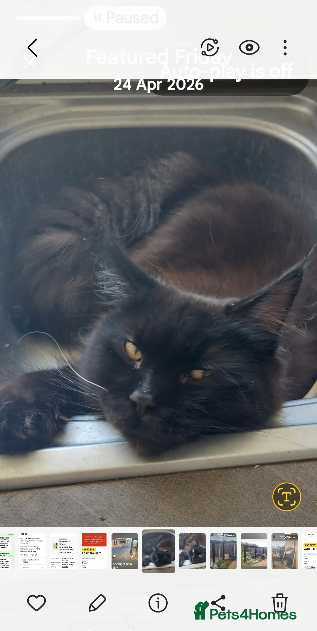 Maine Coon cats for sale: Female maine coon - Advert 1