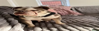 Old Tyme Bulldog 1