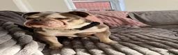 Old Tyme Bulldog dogs for sale: 6 years old old Tyme English Bull Dog in Bourne - Advert 2